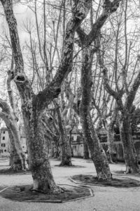Pisa-piazza-alberi